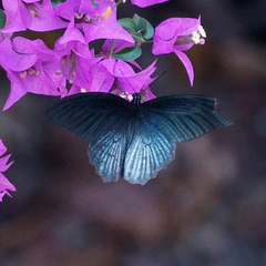 Papilio memnon heronus