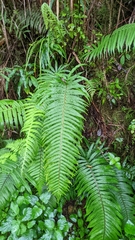 Sphaerostephanos taiwanensis