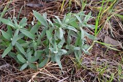 Cerastium tomentosum