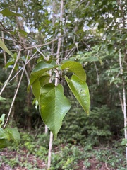 Croton mayanus