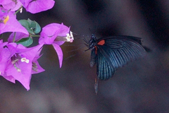 Papilio memnon heronus