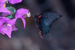 Papilio memnon heronus