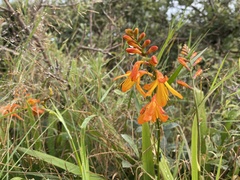 Crocosmia aurea