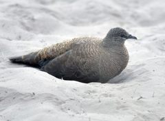 Petrophassa albipennis