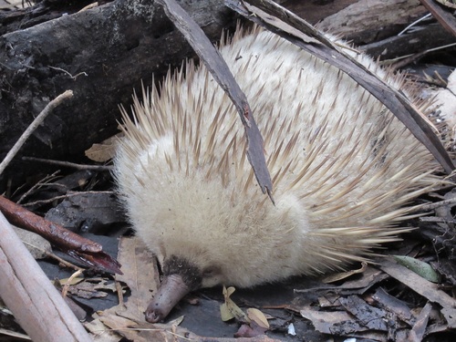 Short-beaked Echidna, Leeka TAS 7255, Australia, photo 10 of 10