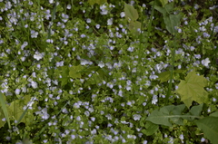 Veronica filiformis