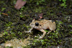 Limnonectes leytensis