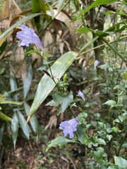 Strobilanthes flexicaulis