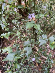 Strobilanthes flexicaulis