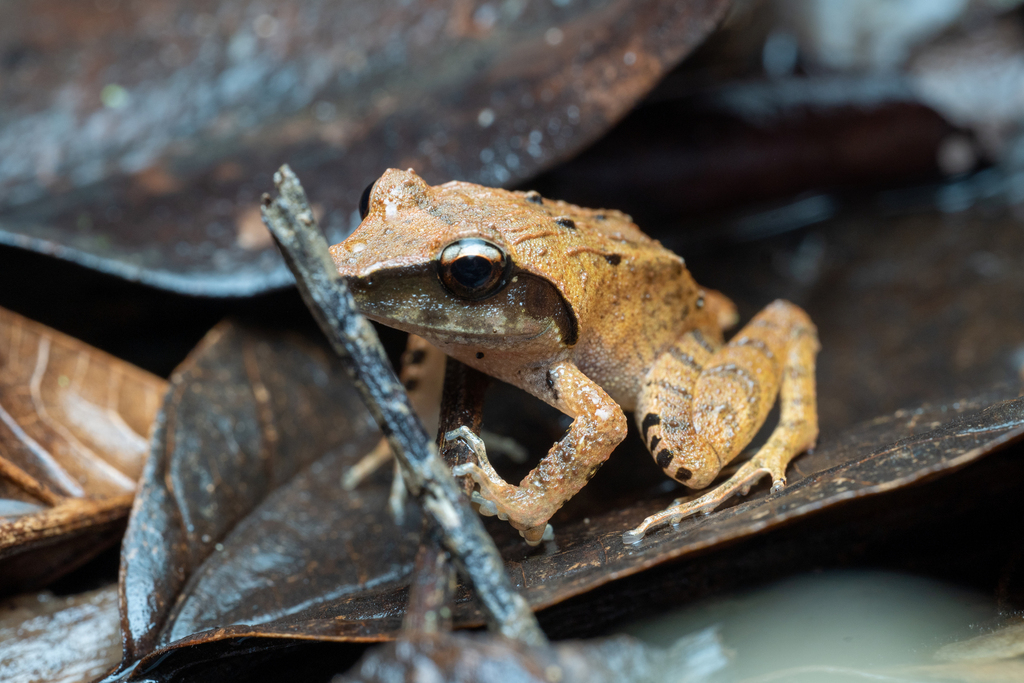 Rough-Back Forest Frog