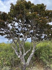 Tracheophyta
