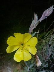 Oenothera stricta