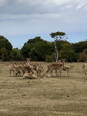 Rusa timorensis