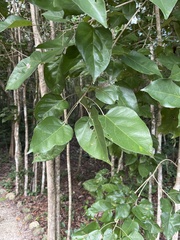 Croton arboreus