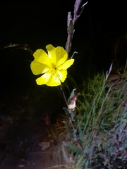 Oenothera stricta
