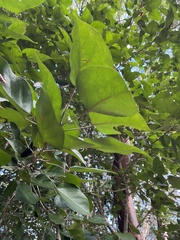 Croton arboreus