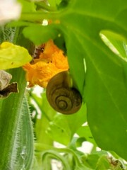Mollusca