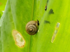 Mollusca