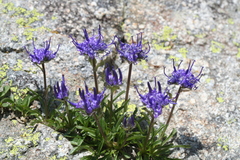 Phyteuma globulariifolium