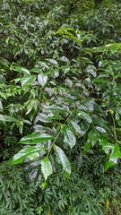 Glochidion rubrum