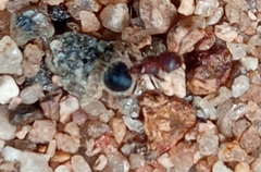 Meranoplus bicolor