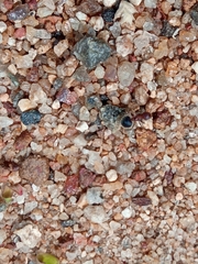 Meranoplus bicolor