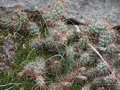 Grusonia schottii