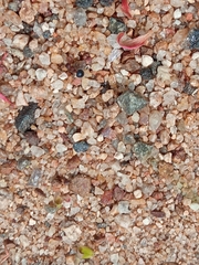 Meranoplus bicolor