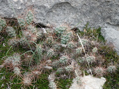 Grusonia schottii