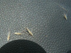 Rytidosperma setaceum