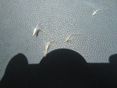 Rytidosperma setaceum