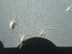 Rytidosperma setaceum