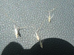 Rytidosperma setaceum