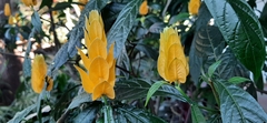 Pachystachys lutea
