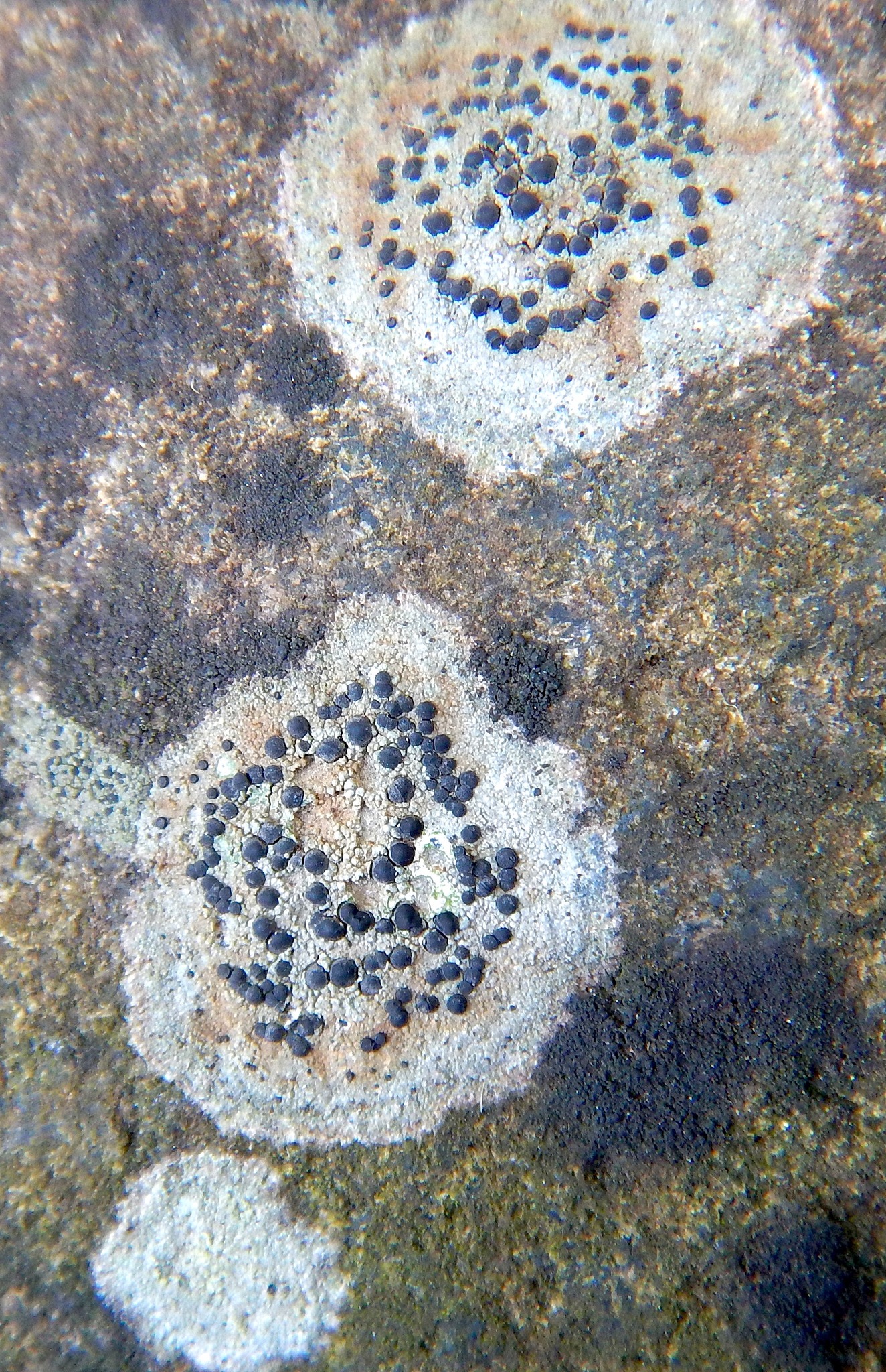 Porpidia crustulata image