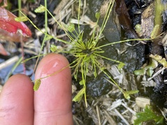 Isolepis levynsiana