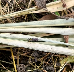 Merosargus