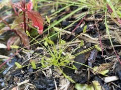 Isolepis levynsiana