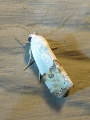 Ponometia elegantula