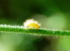 Subcoccinella vigintiquatuorpunctata
