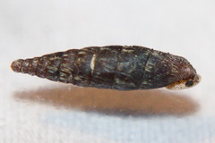 Clausilia bidentata