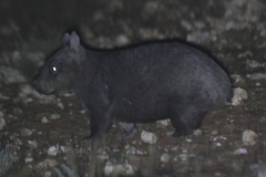 Lasiorhinus latifrons