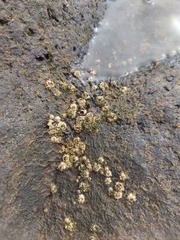 Chthamalus stellatus