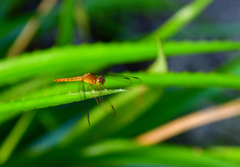 Neurothemis intermedia