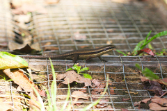 Eutropis rudis