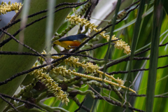 Dicaeum trigonostigma