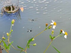 Pseudothemis zonata
