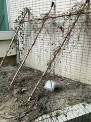 Reynoutria multiflora