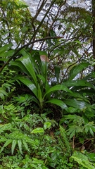 Calanthe