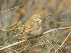 Curruca deserti